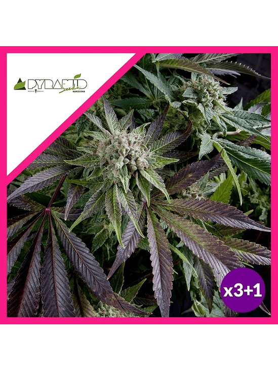 BLUE PYRAMID FEM X3+1-PYRAMID SEEDS 1