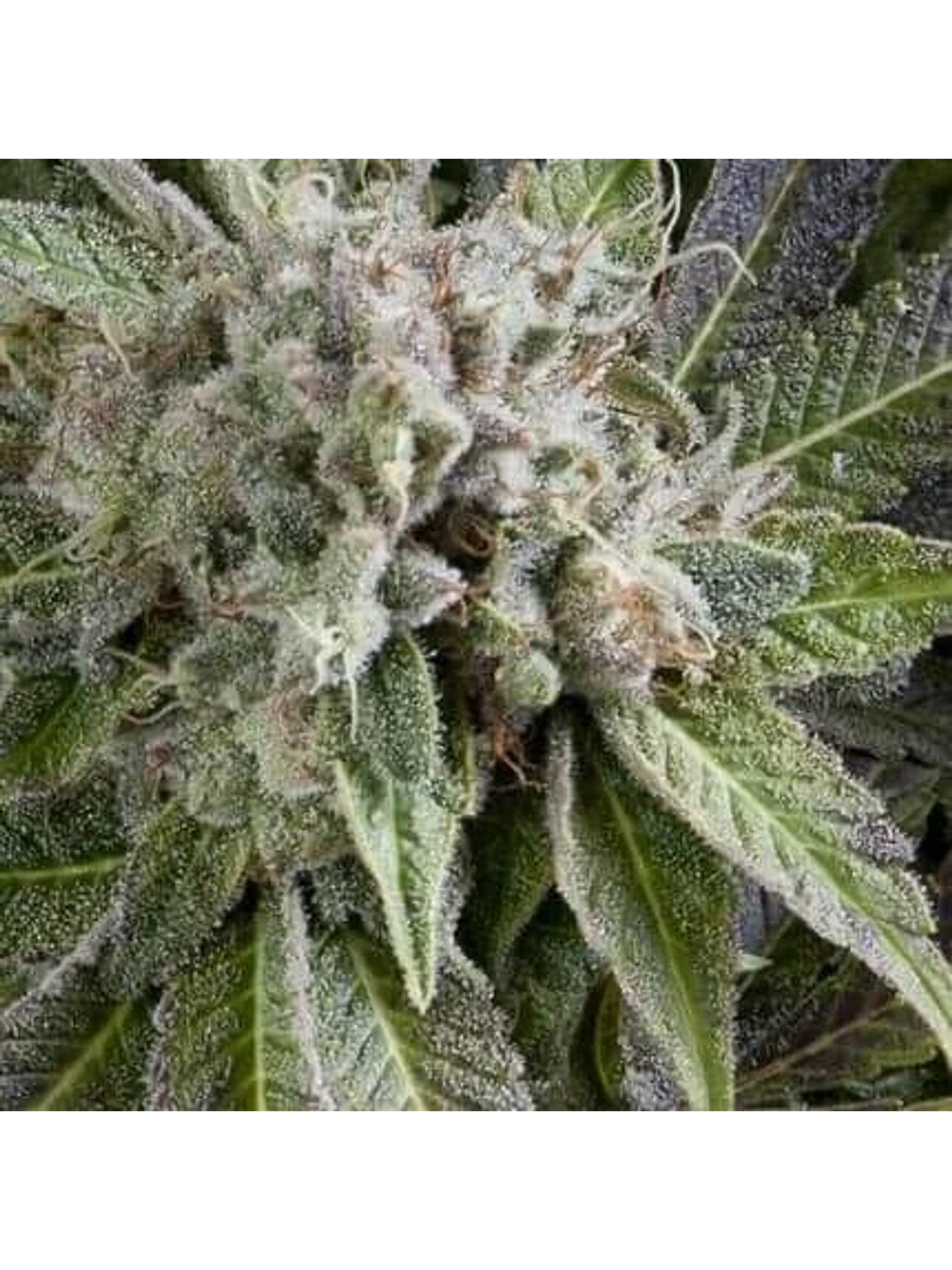 Blue Pyramid Auto -Pyramid Seeds (X5+2/X3+1) 1