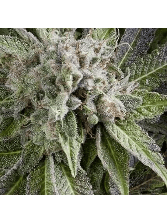 BLUE PYRAMID AUTO X5+2 -PYRAMID SEEDS 1