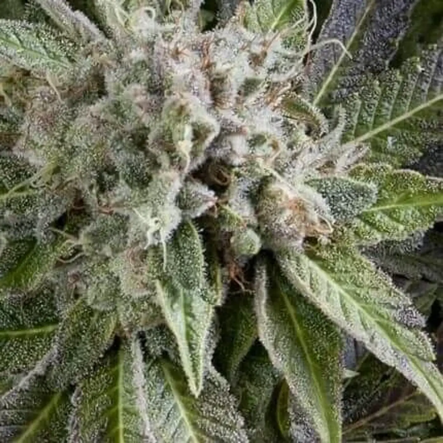 Blue Pyramid Auto -Pyramid Seeds (X5+2/X3+1) 1