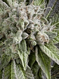 Blue Pyramid Auto X5+2 -Pyramid Seeds - Miniatura 1