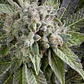 Blue Pyramid Auto -Pyramid Seeds (X5+2/X3+1) - Miniatura 1