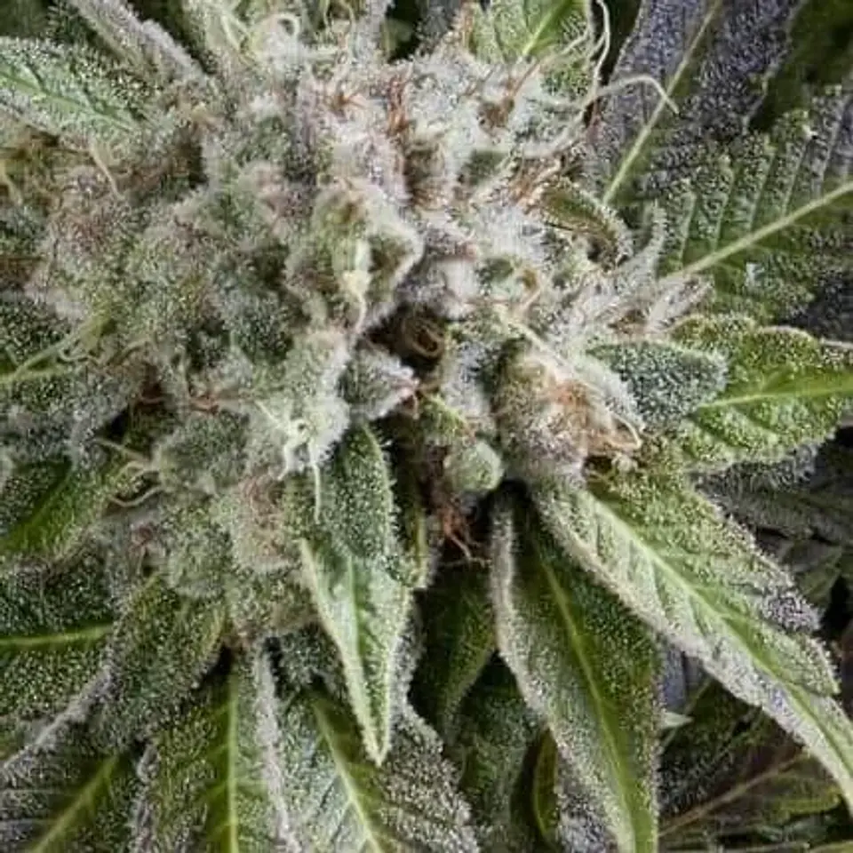 Blue Pyramid Auto -Pyramid Seeds (X5+2/X3+1) 1