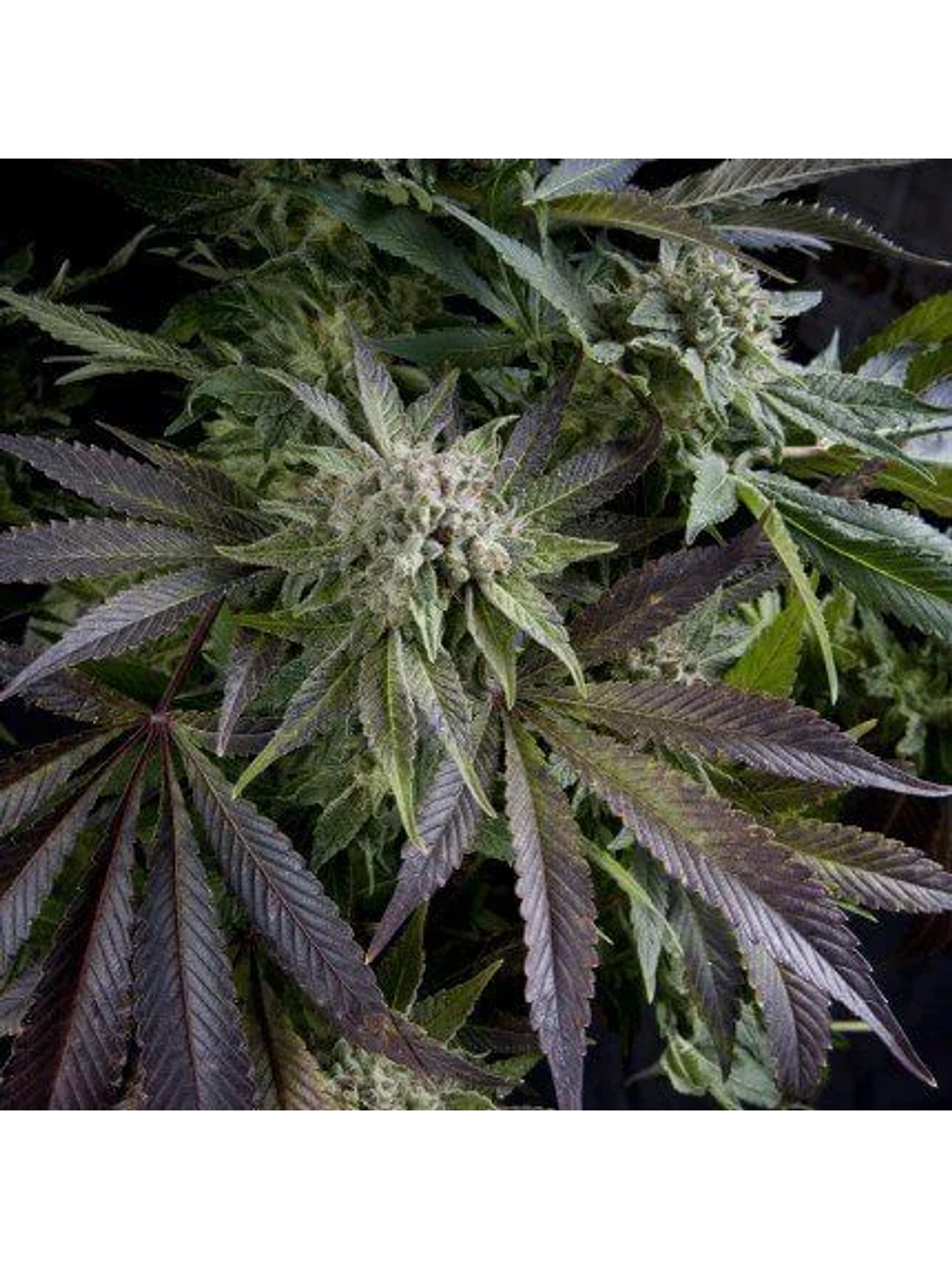 Blue Pyramid Fem -Pyramid Seeds (X5+2/X3+1/X1) 1