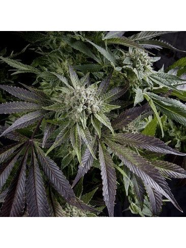 BLUE PYRAMID  FEM X5+2-PYRAMID SEEDS 1