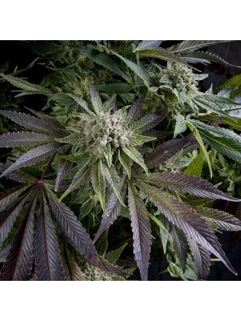 Blue Pyramid Fem -Pyramid Seeds (X5+2/X3+1/X1) 1