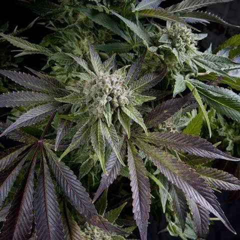 Blue Pyramid Fem -Pyramid Seeds (X5+2/X3+1/X1)