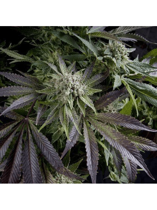 BLUE PYRAMID  FEM X5+2-PYRAMID SEEDS 1
