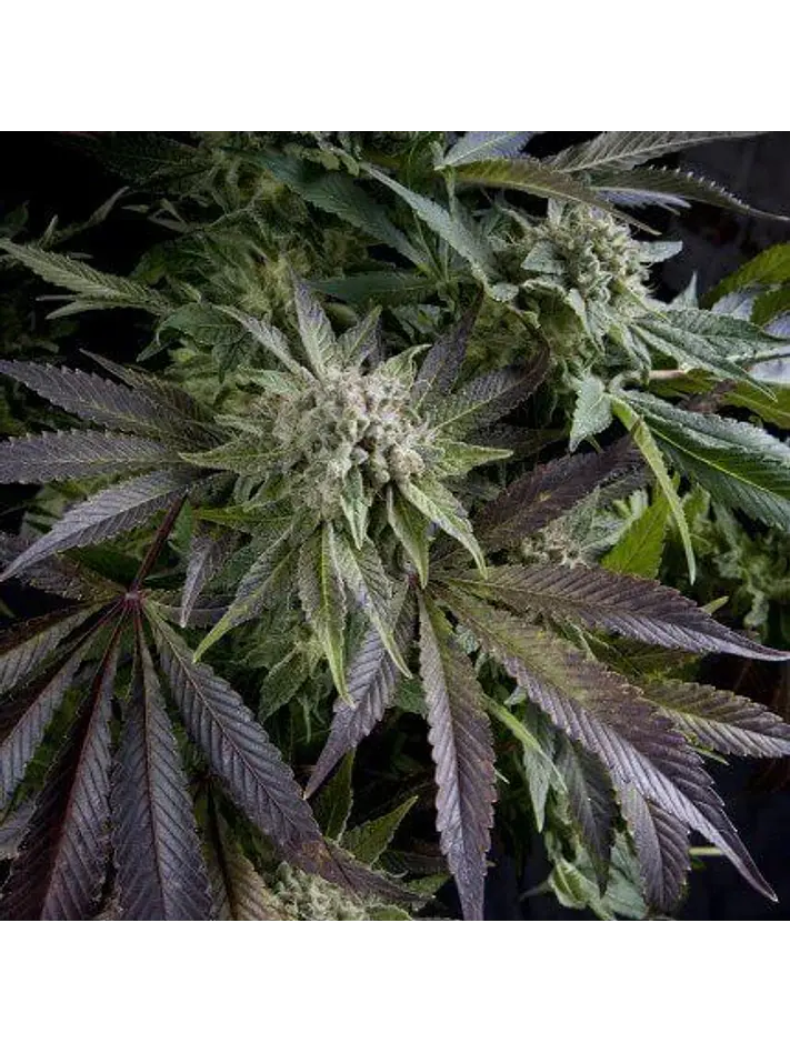 Blue Pyramid Fem -Pyramid Seeds (X5+2/X3+1/X1) 1
