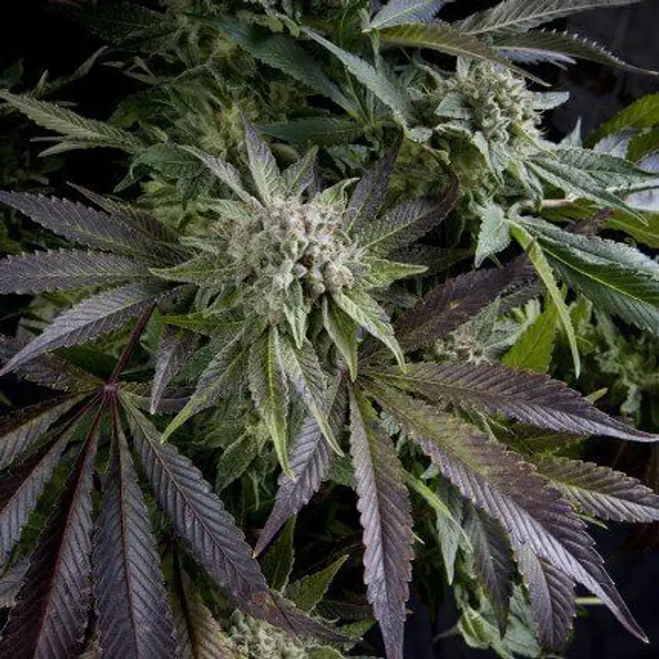 Blue Pyramid Fem -Pyramid Seeds (X5+2/X3+1/X1) 1