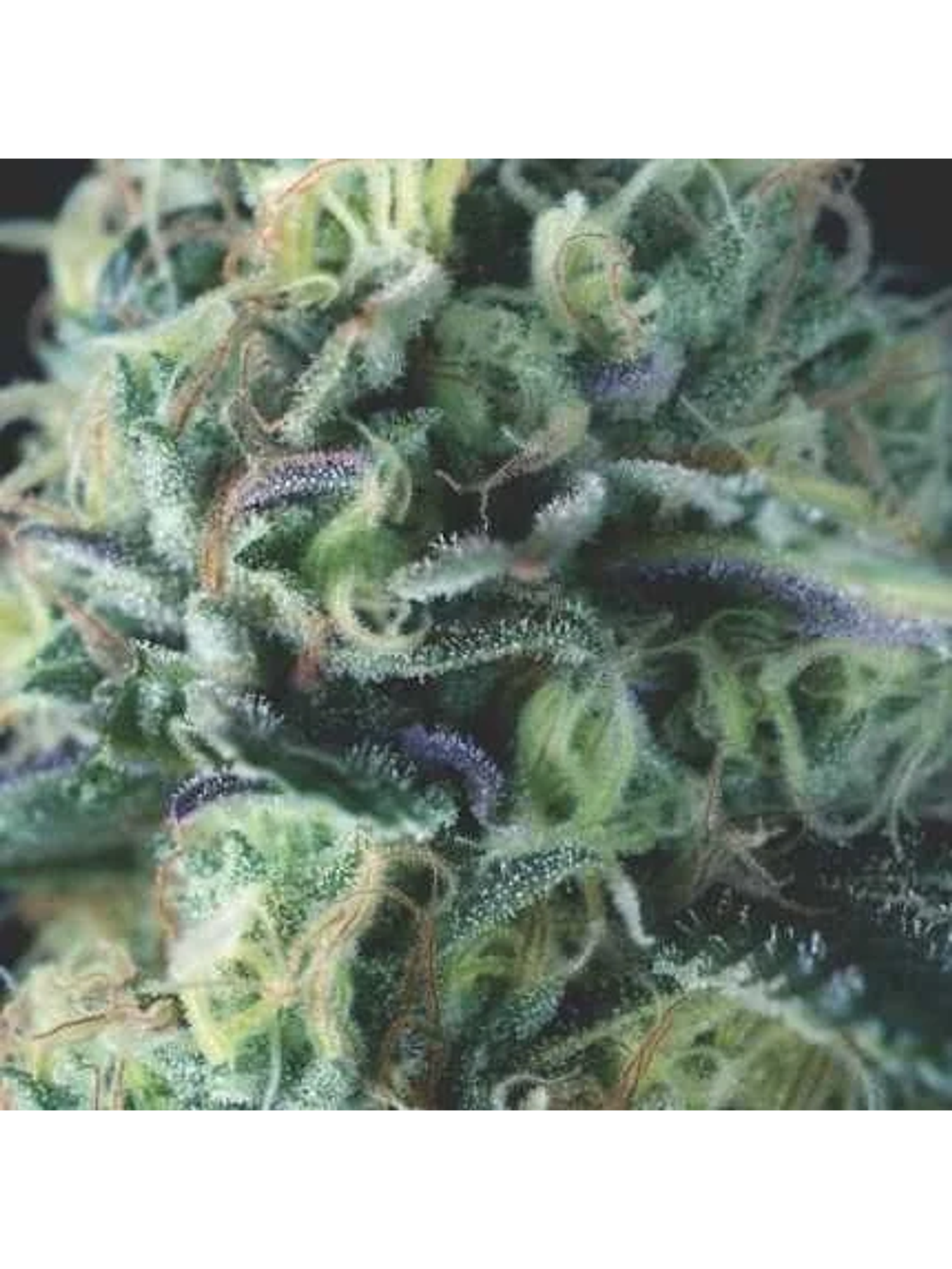 Cookies Auto X3+1 - Pyramid Seeds 1