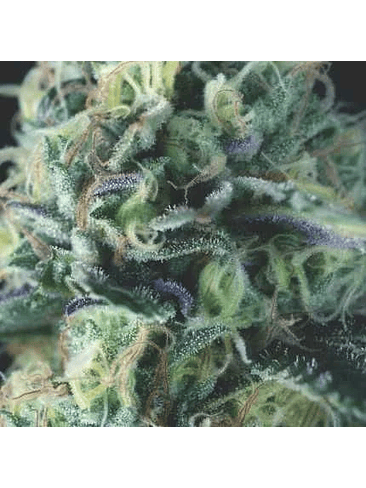 COOKIES AUTO X3+1 - PYRAMID SEEDS 1