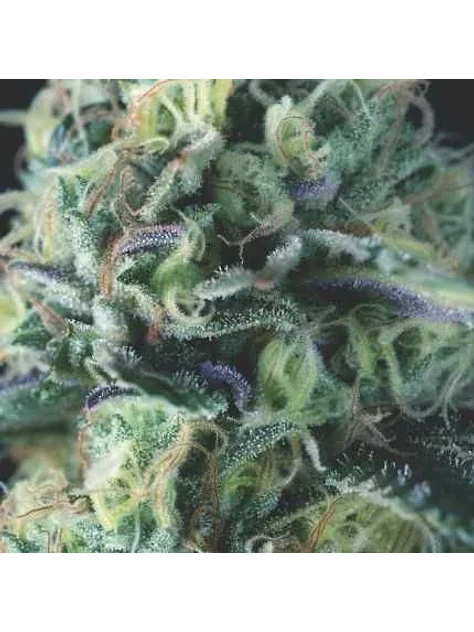 Cookies Auto X3+1 - Pyramid Seeds 1