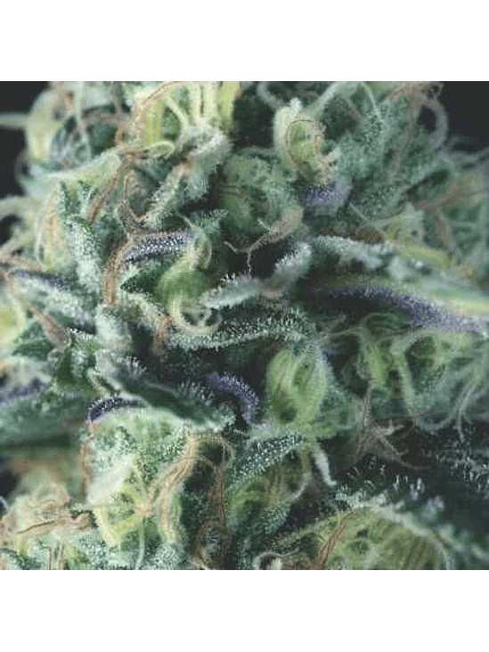 COOKIES AUTO X3+1 - PYRAMID SEEDS 1