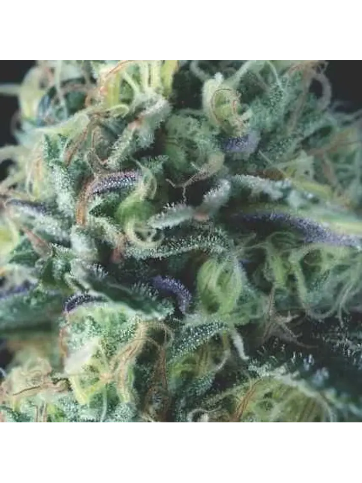 Cookies Auto X3+1 - Pyramid Seeds 1