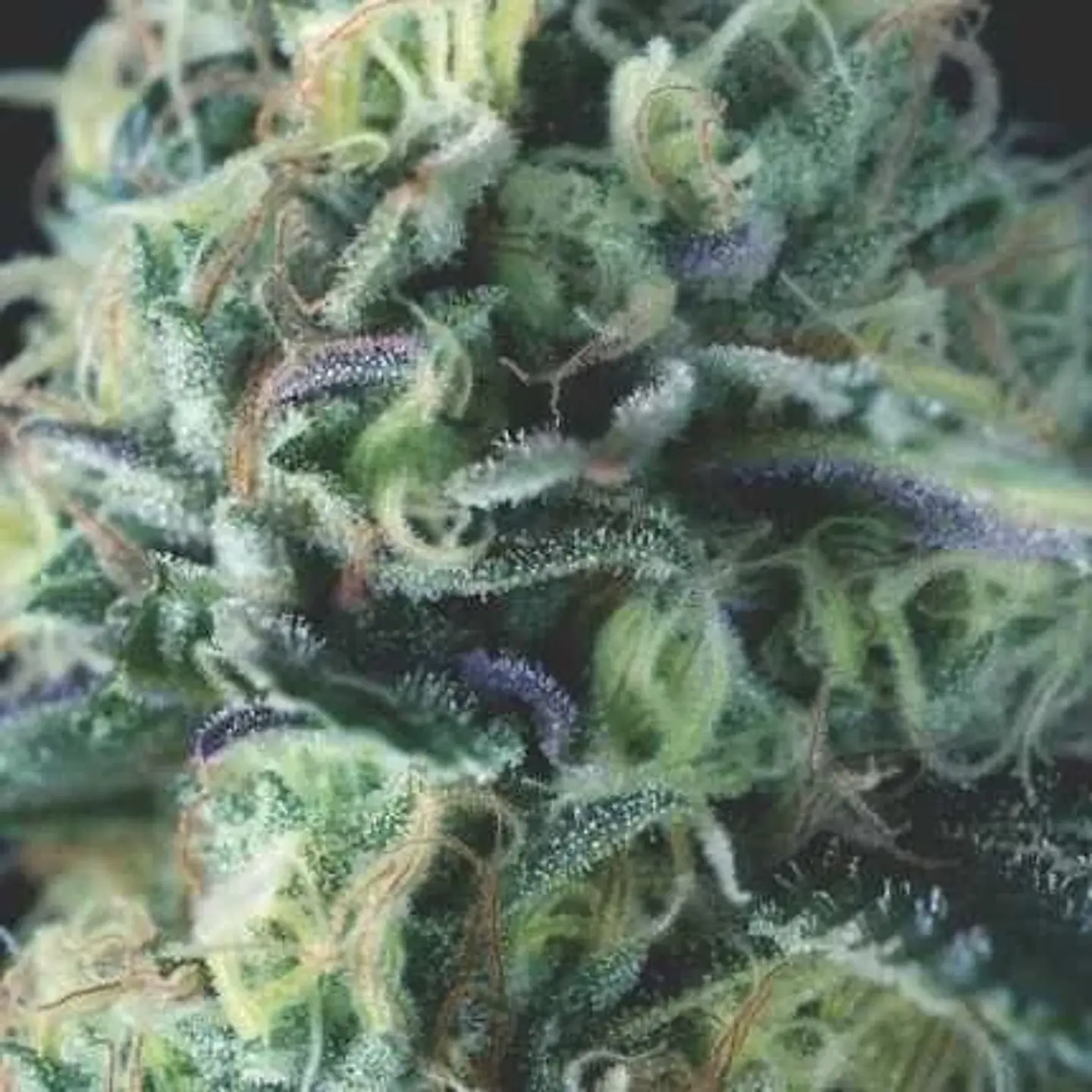 Cookies Auto X3+1 - Pyramid Seeds 1