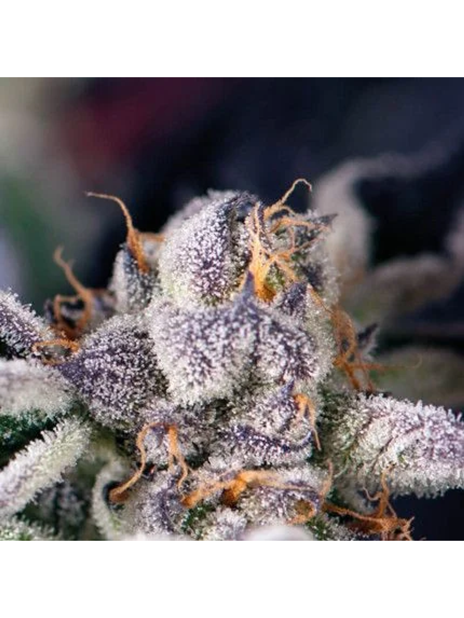 Cookies Usa  Fem X5+2-Pyramid Seeds 1