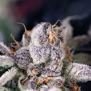 COOKIES USA  FEM X5+2-PYRAMID SEEDS