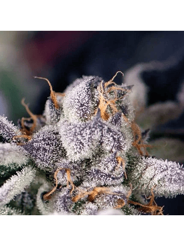 COOKIES USA  FEM X5+2-PYRAMID SEEDS 1