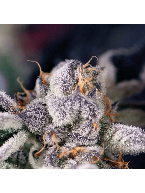 COOKIES USA  FEM X5+2-PYRAMID SEEDS 1