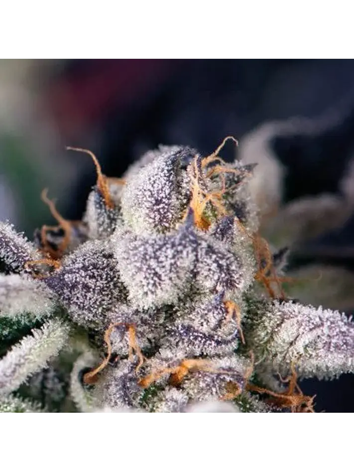 Cookies Usa  Fem X5+2-Pyramid Seeds 1