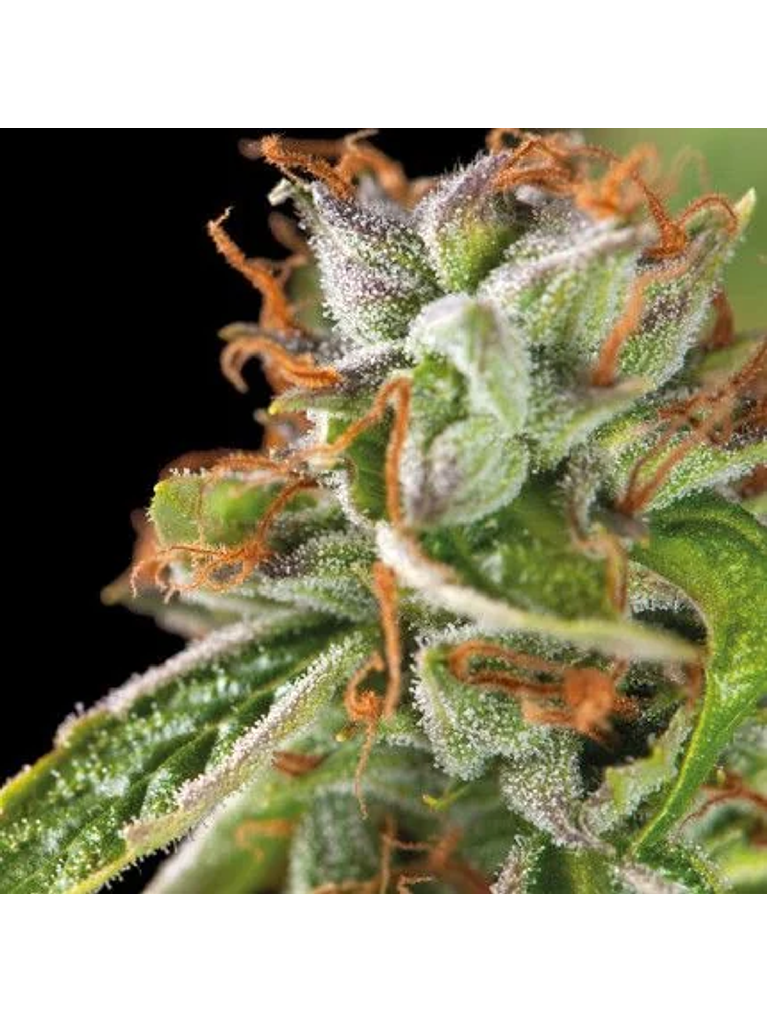 Double Og Haze Fem -Pyramid Seeds (X5+2/X3+1) 1