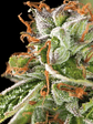Double Og Haze  Fem X5+2-Pyramid Seeds - Miniatura 1
