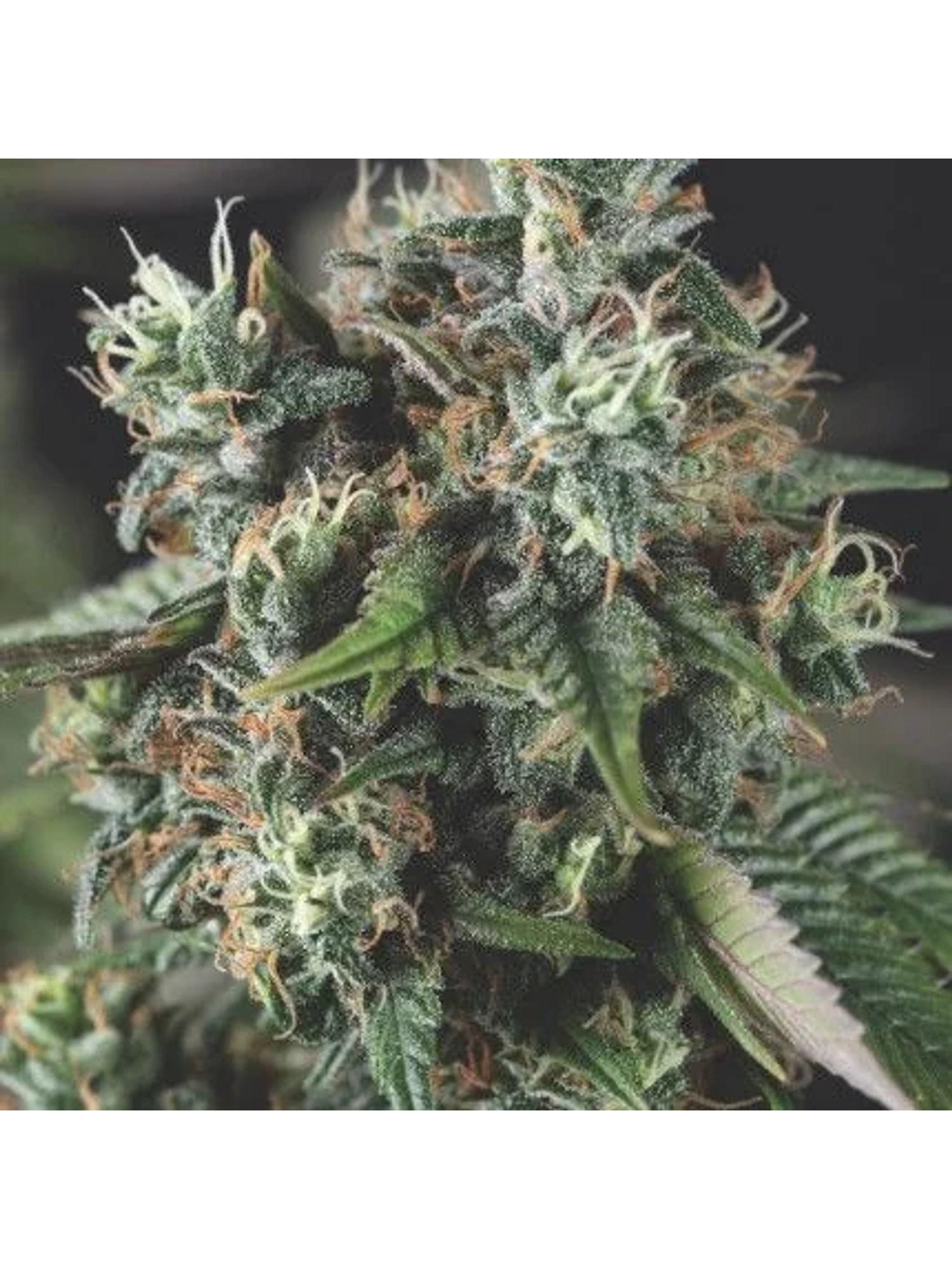 Do-Si-Dos Auto  X3+1-Pyramid Seeds 1