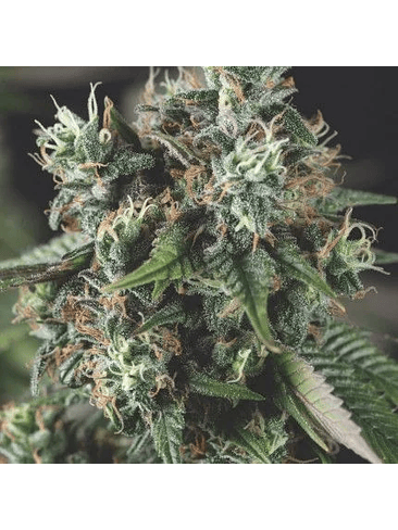 DO-SI-DOS AUTO  X3+1-PYRAMID SEEDS 1