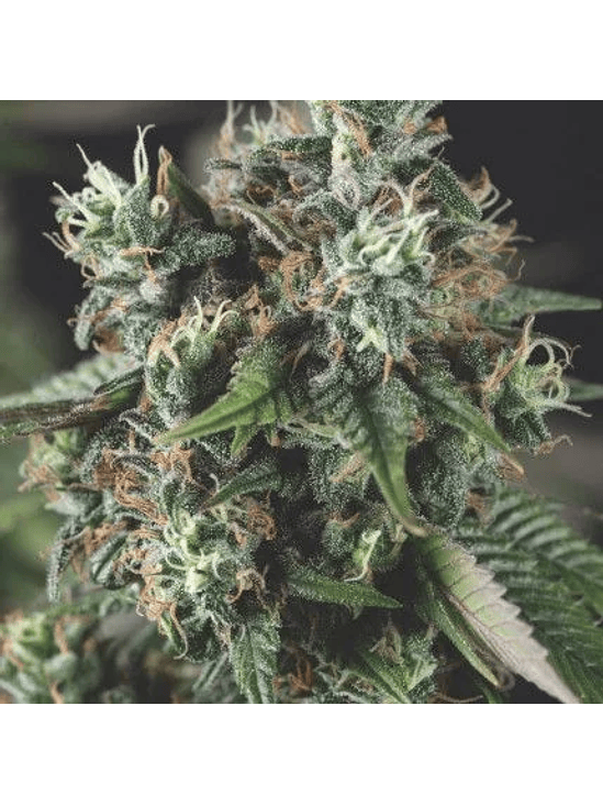 DO-SI-DOS AUTO  X3+1-PYRAMID SEEDS 1