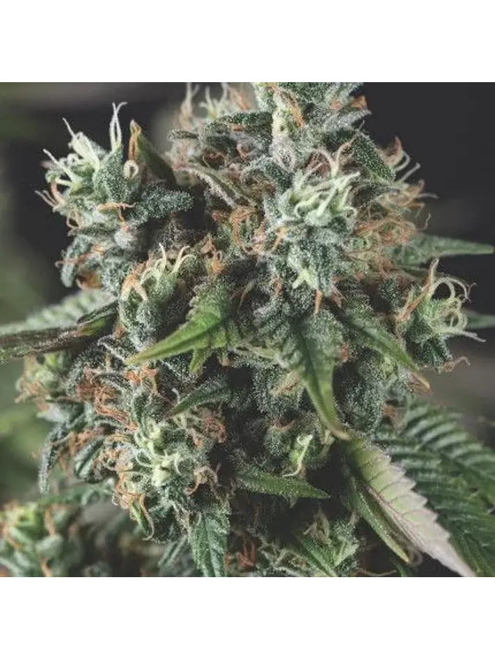 Do-Si-Dos Auto  X3+1-Pyramid Seeds 1