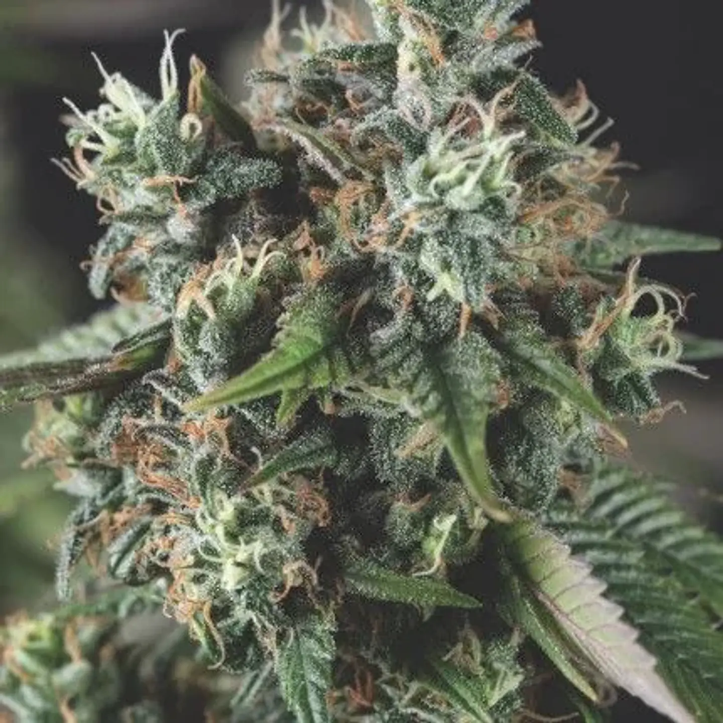 Do-Si-Dos Auto  X3+1-Pyramid Seeds 1