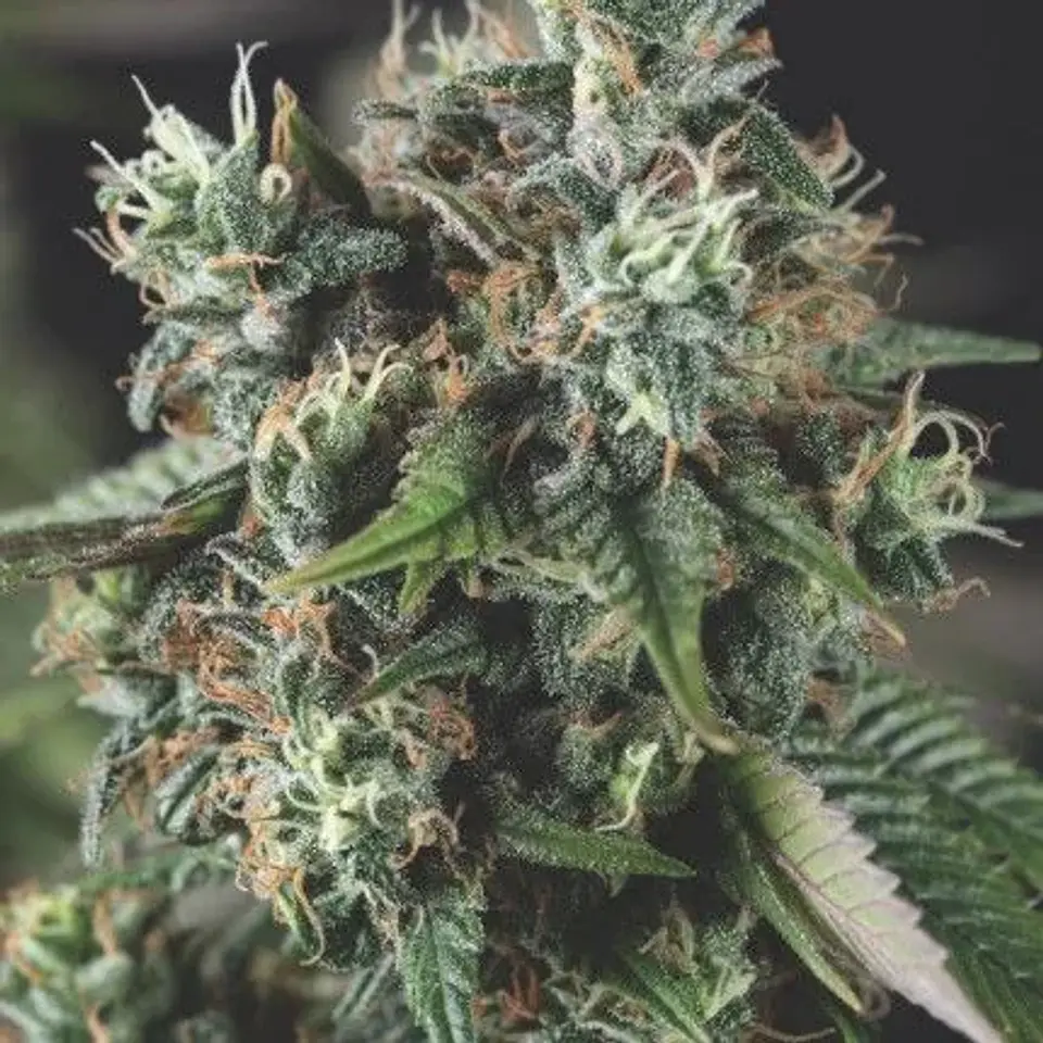 Do-Si-Dos Auto  X3+1-Pyramid Seeds 1