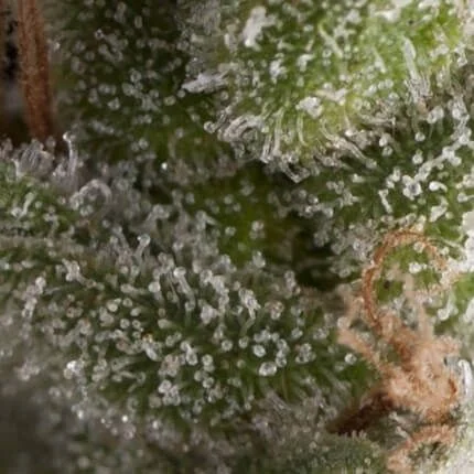 Fresh Candy Auto -Pyramid Seeds (X5+2/X3+1) 1