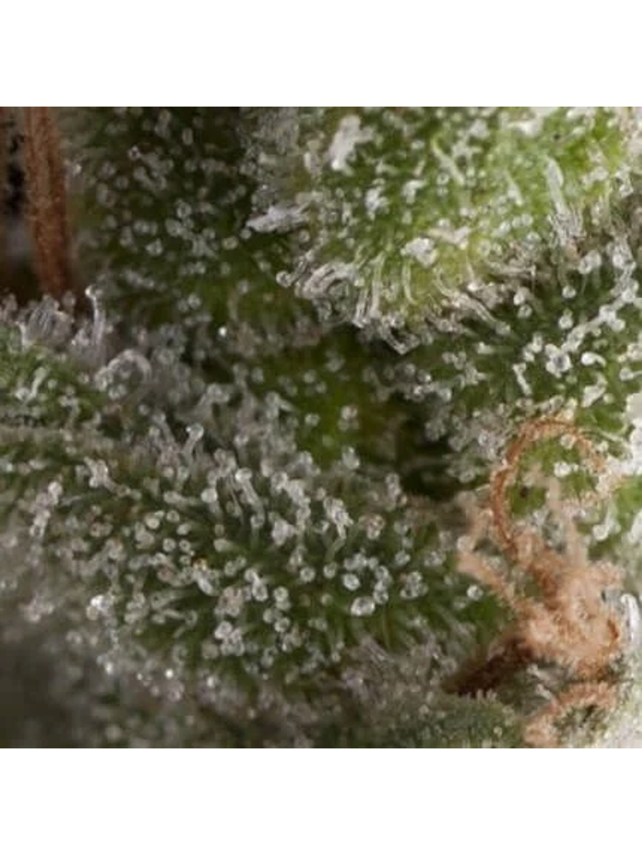 Fresh Candy Auto -Pyramid Seeds (X5+2/X3+1) 1