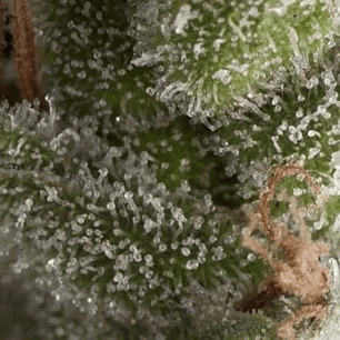 FRESH CANDY AUTO X5+2 -PYRAMID SEEDS