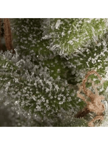 FRESH CANDY AUTO X5+2 -PYRAMID SEEDS 1