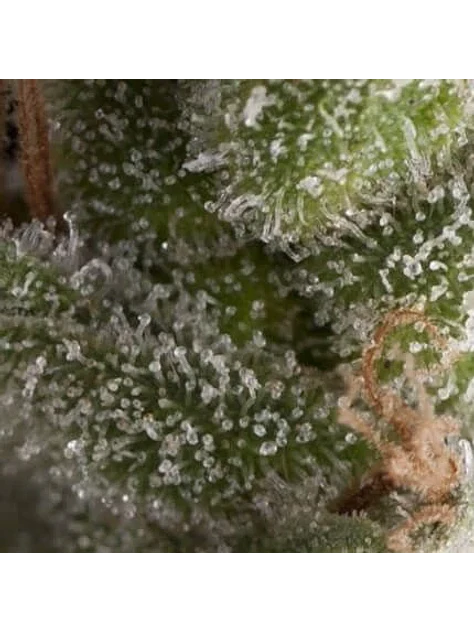 Fresh Candy Auto -Pyramid Seeds (X5+2/X3+1) 1