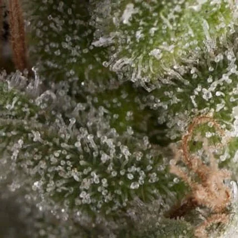 Fresh Candy Auto -Pyramid Seeds (X5+2/X3+1)