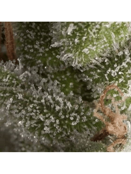 FRESH CANDY AUTO X5+2 -PYRAMID SEEDS 1