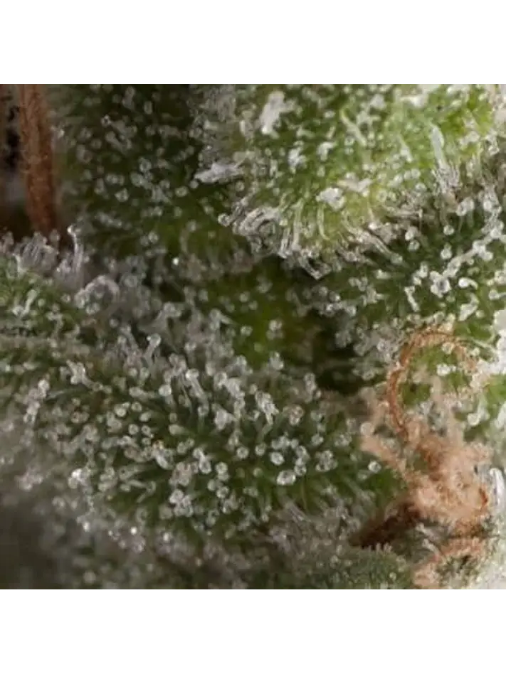 Fresh Candy Auto -Pyramid Seeds (X5+2/X3+1) 1
