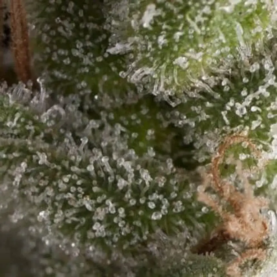 Fresh Candy Auto -Pyramid Seeds (X5+2/X3+1) 1