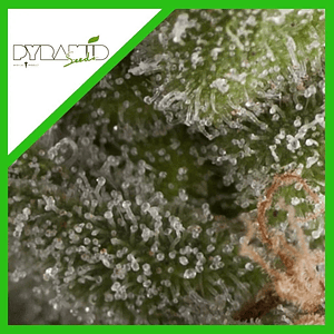 Fresh Candy Auto X3+1-Pyramid Seeds