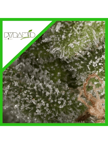 FRESH CANDY AUTO X3+1-PYRAMID SEEDS 1