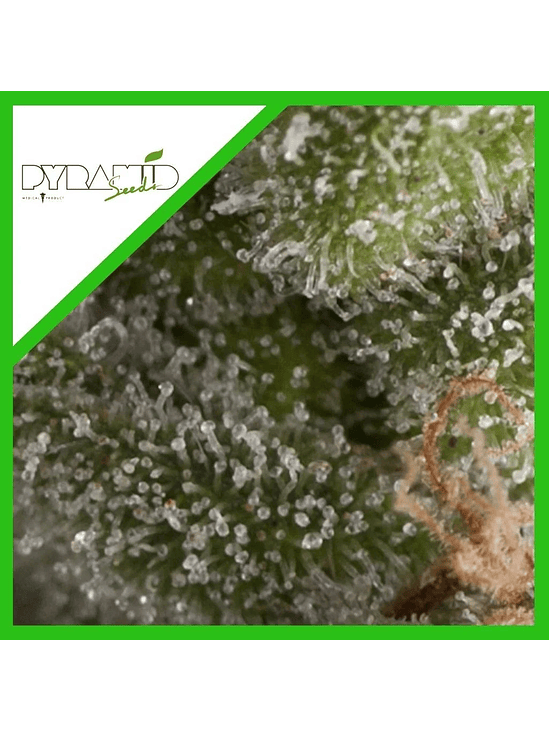FRESH CANDY AUTO X3+1-PYRAMID SEEDS 1