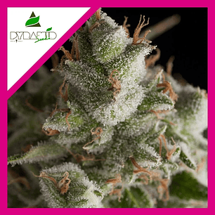 FRESH CANDY  FEM X1-PYRAMID SEEDS