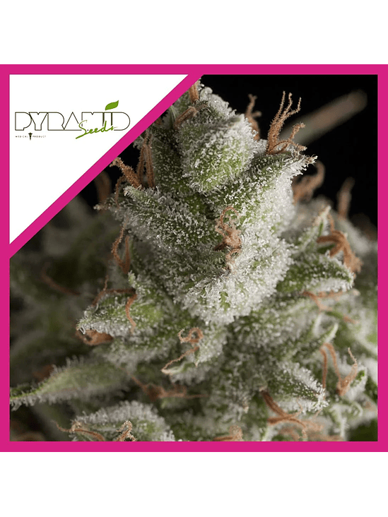 FRESH CANDY  FEM X3-PYRAMID SEEDS 1
