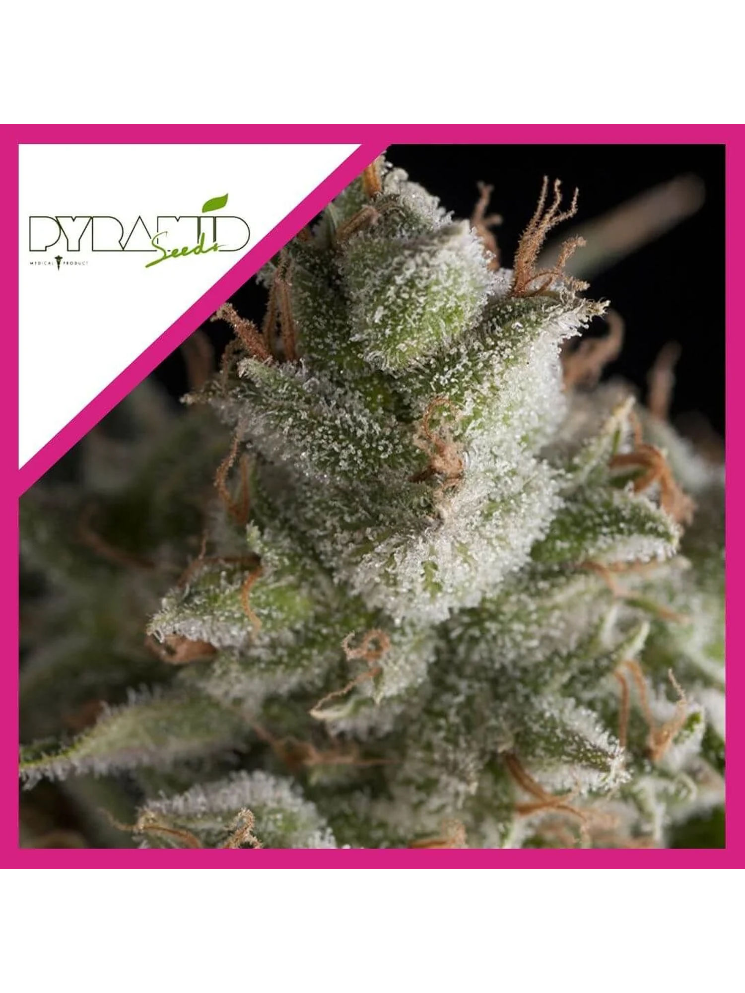 Fresh Candy Fem -Pyramid Seeds (X3+1/X3/X1) 1