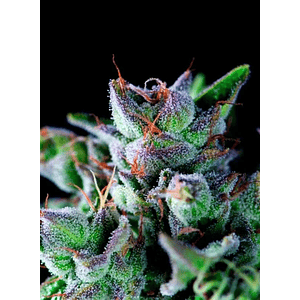 Gorila Fem X1-Pyramid Seeds