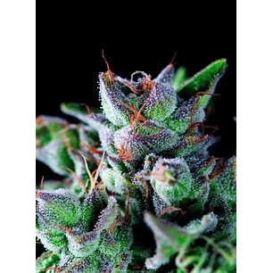 GORILA FEM X1-PYRAMID SEEDS